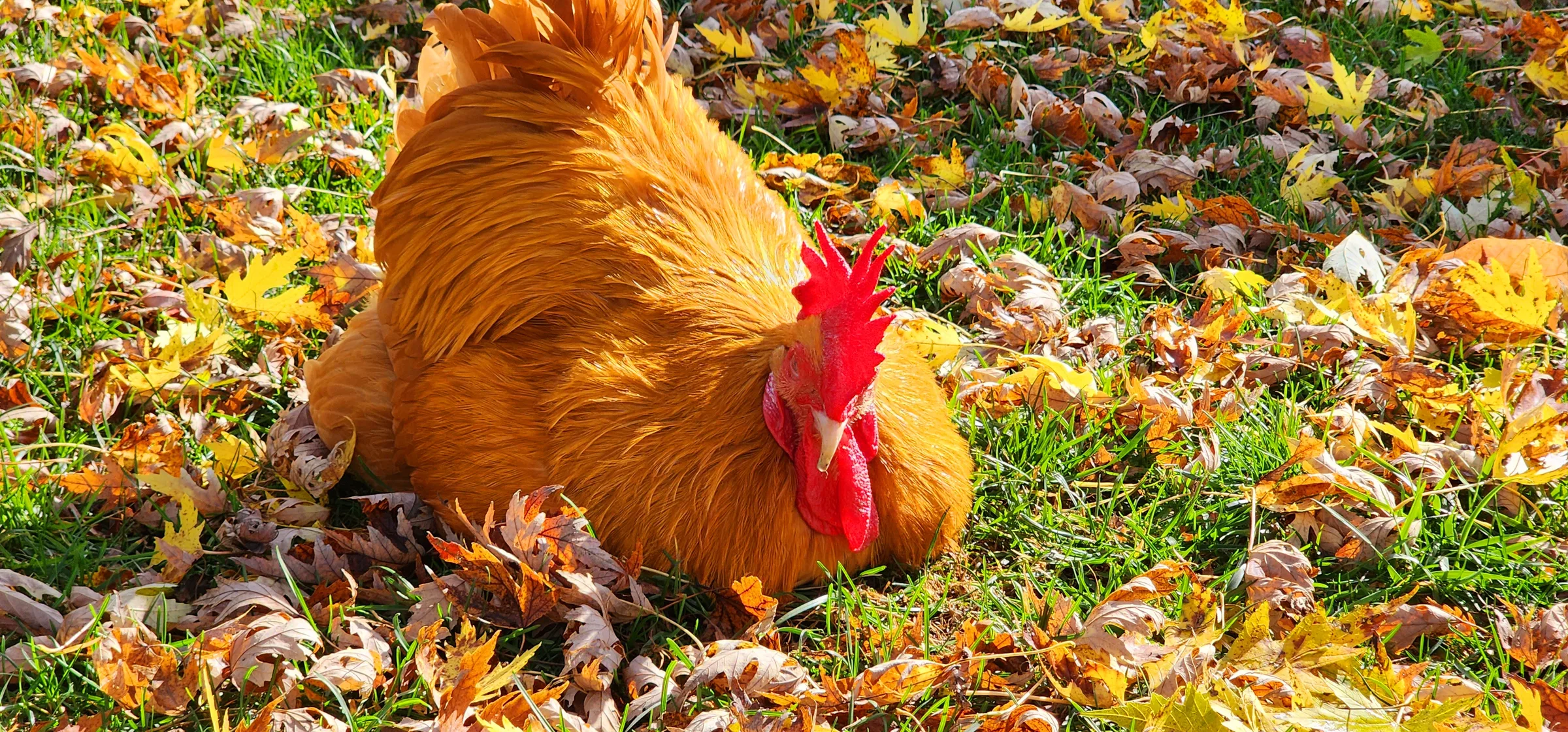 Rex resting among autumn leaves in the sun.